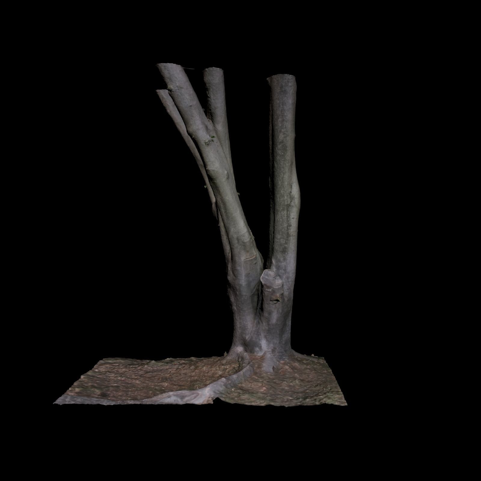 Ficus tree 3D model_2