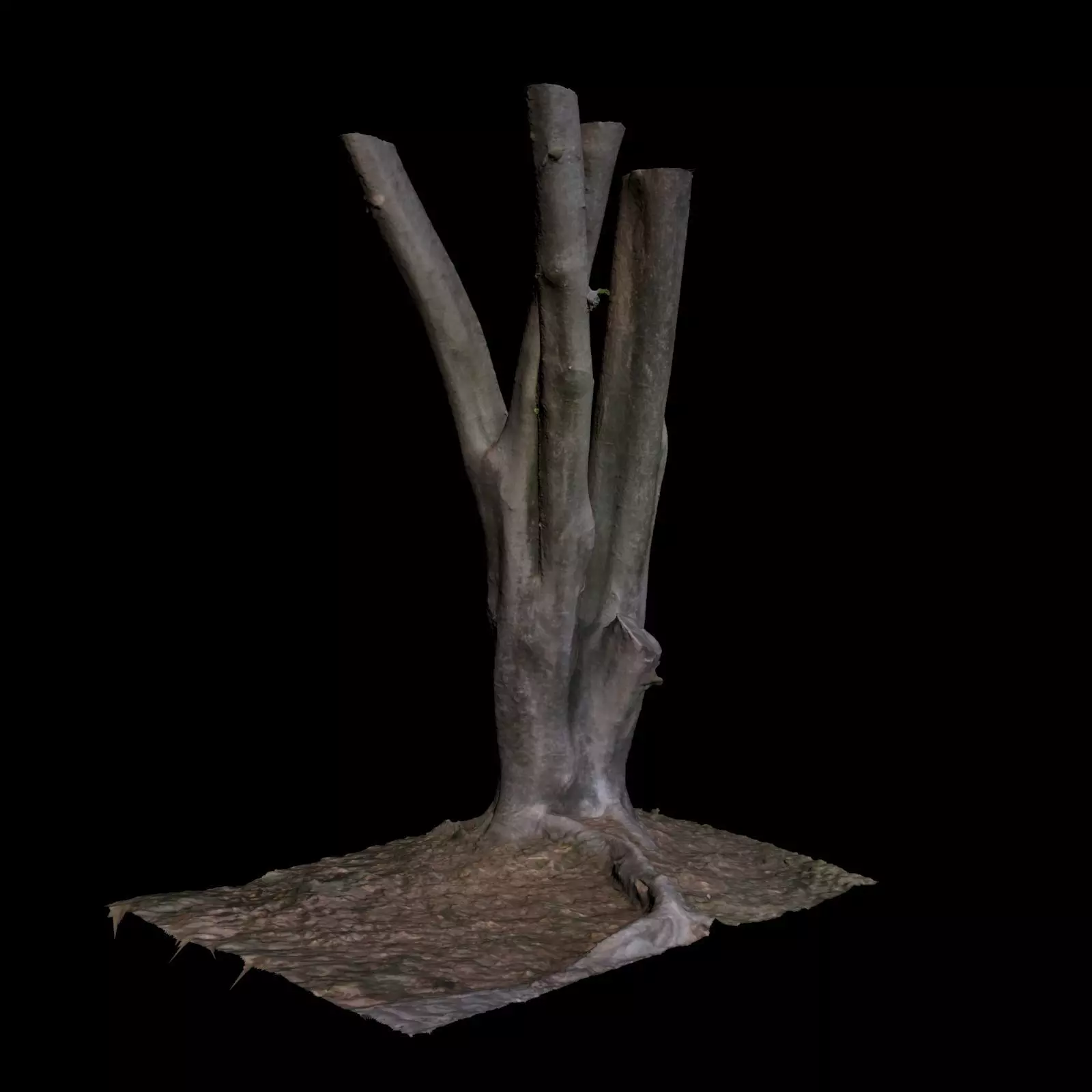 Ficus tree 3D model_0