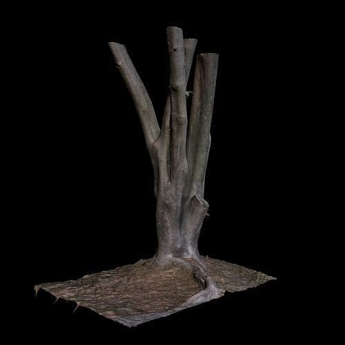 Ficus tree 3D model