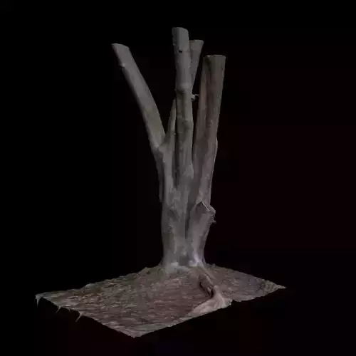 Ficus tree 3D model