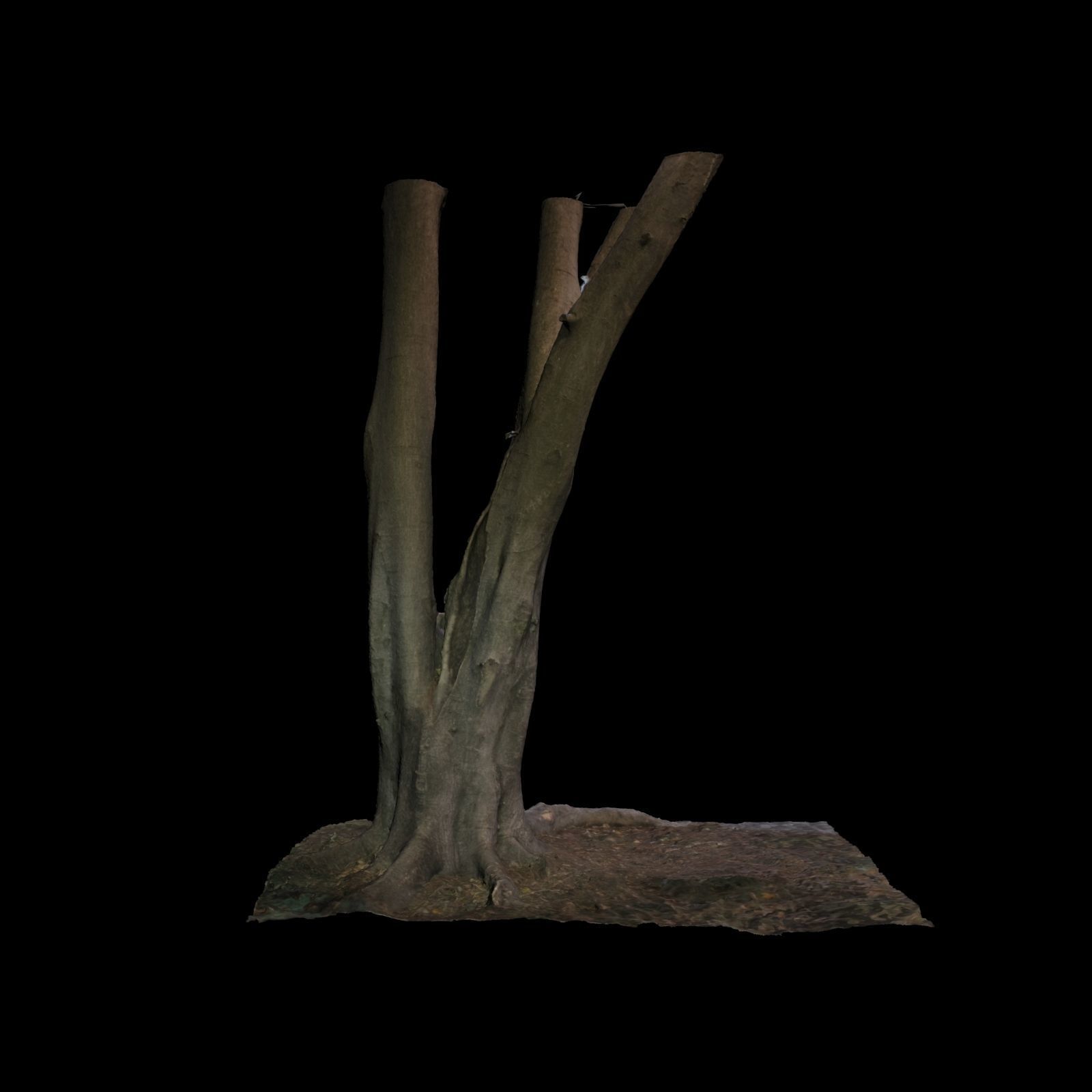 Ficus tree 3D model_4
