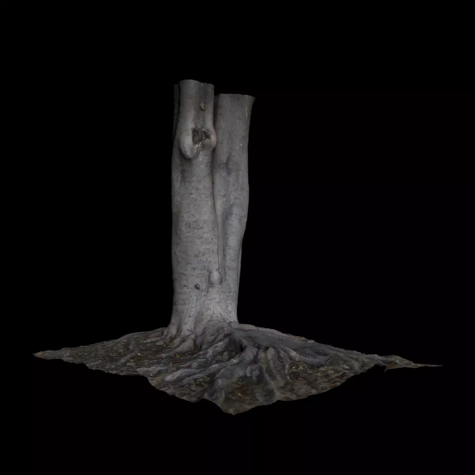Ficus roots of tree 3D model