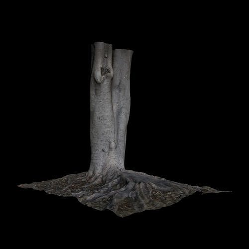 Ficus roots of tree 3D model