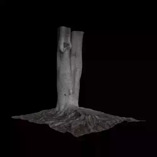 Ficus roots of tree 3D model