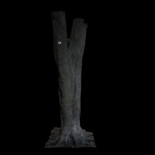 Ficus tree trunk 3D model
