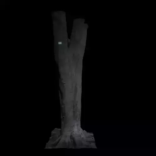 Ficus tree trunk 3D model