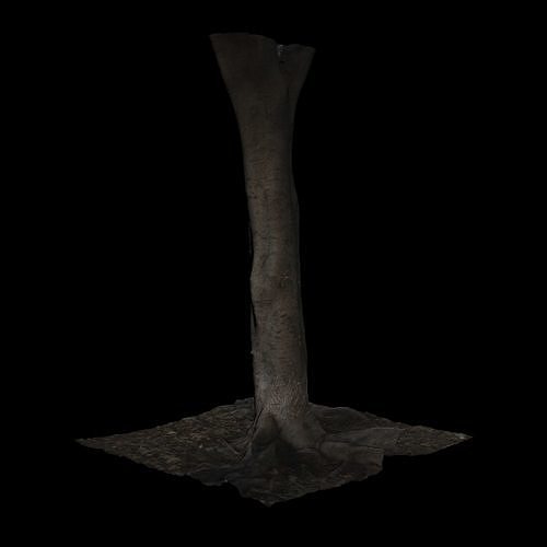 Ficus tree 3D model