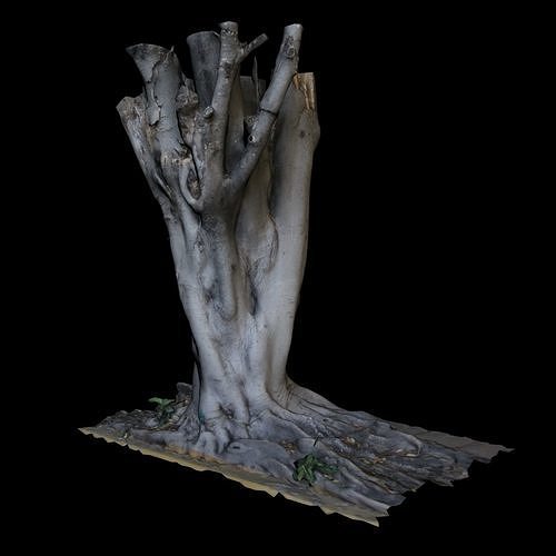 Ficus tree trunk with roots 3D model