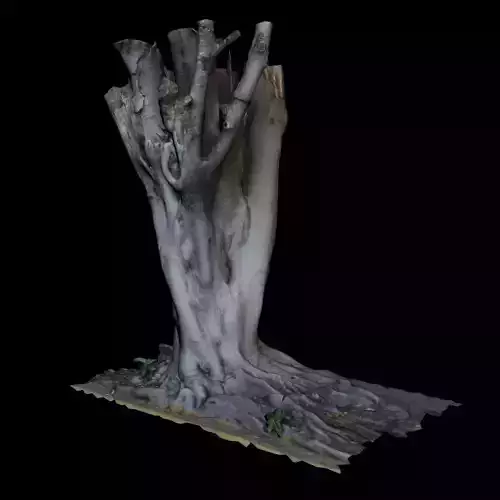 Ficus tree trunk with roots 3D model