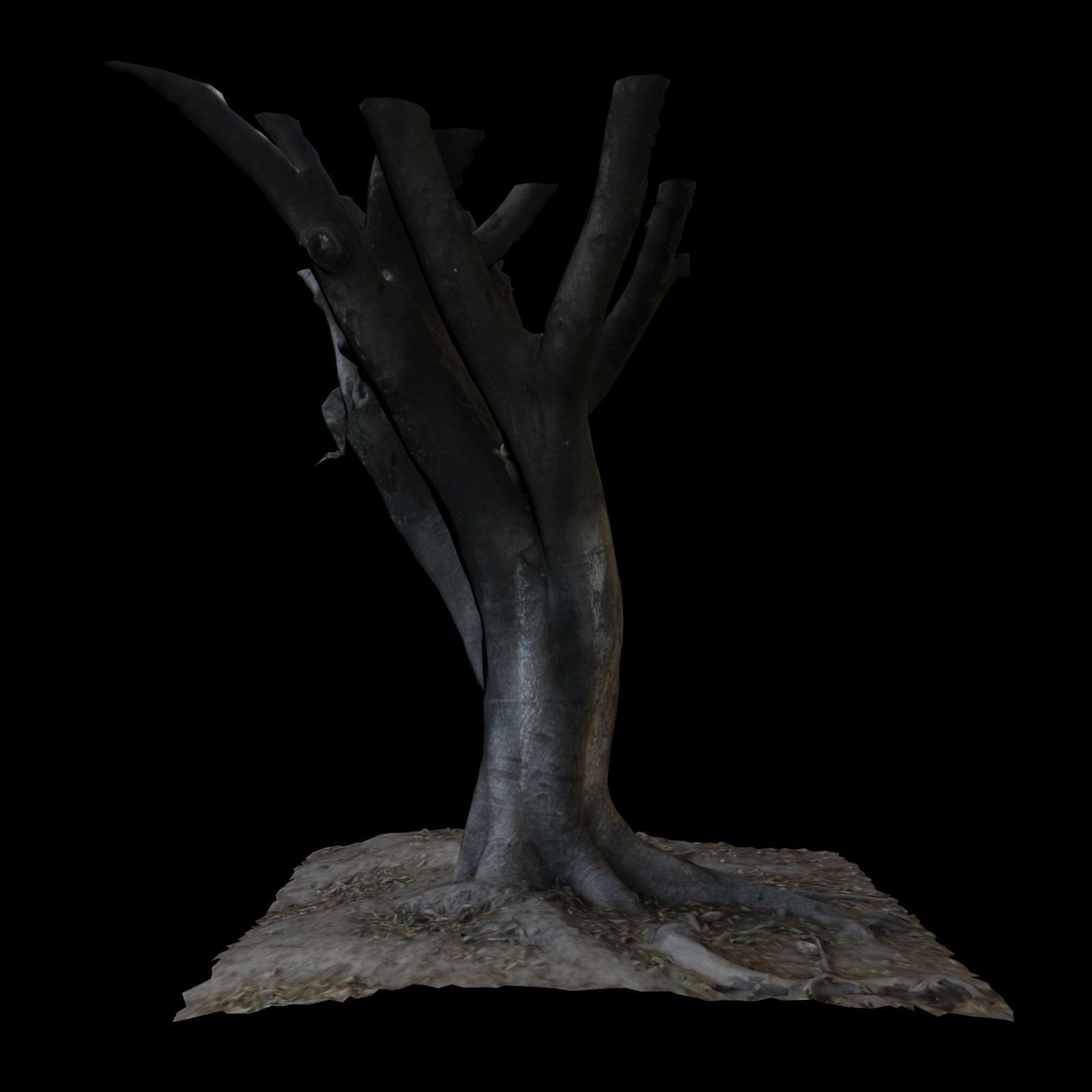 Ficus tree 3D model_3