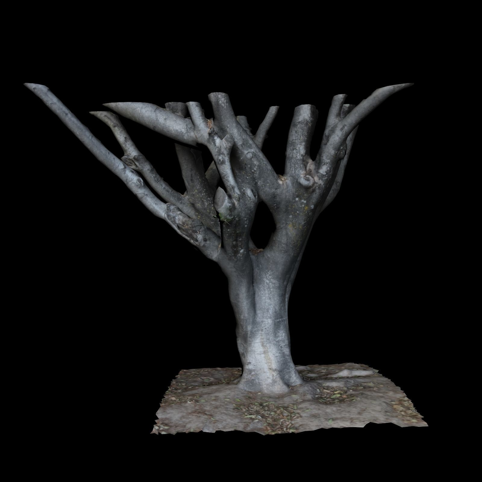 Ficus tree 3D model_2
