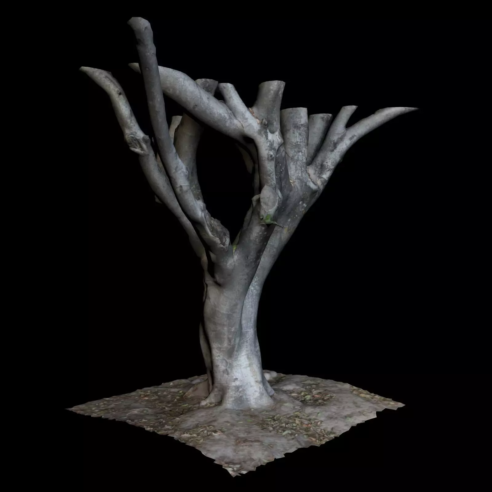 Ficus tree 3D model_0