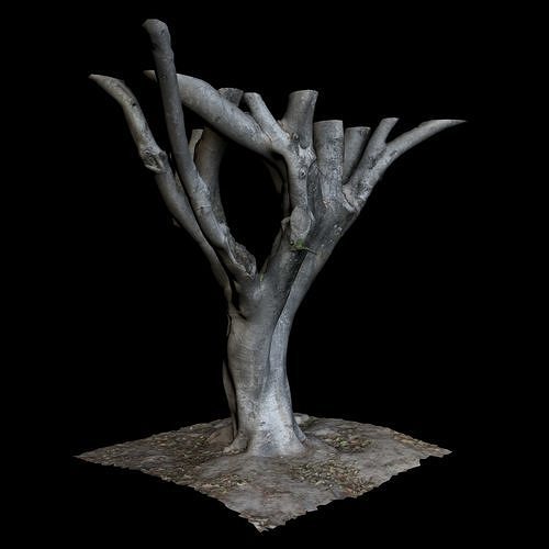 Ficus tree 3D model