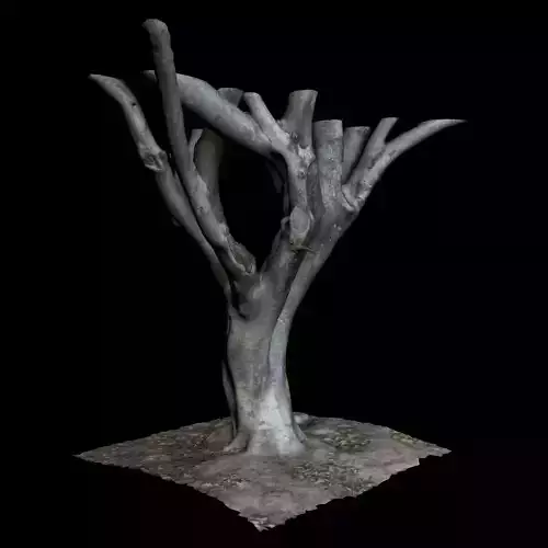 Ficus tree 3D model