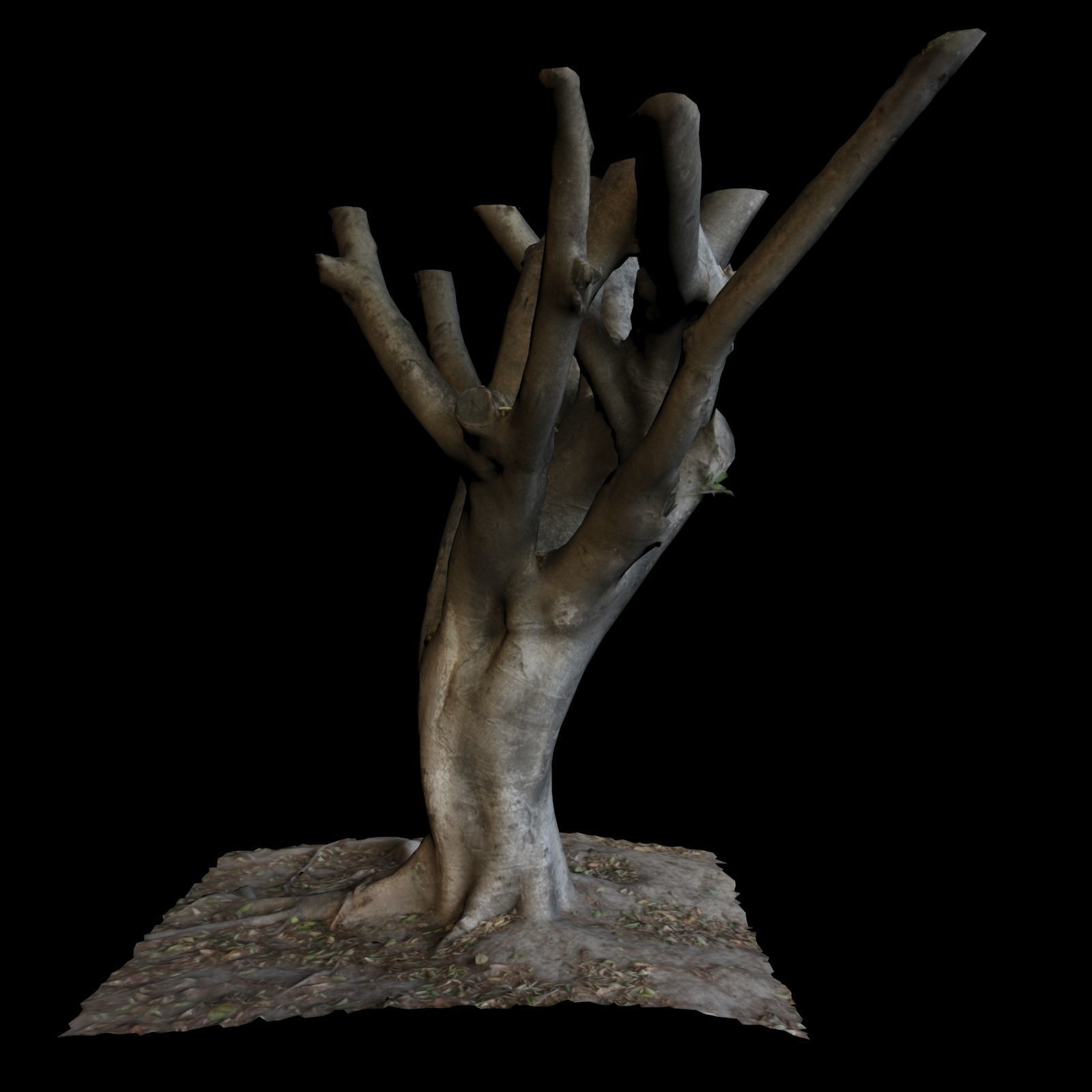 Ficus tree 3D model_5