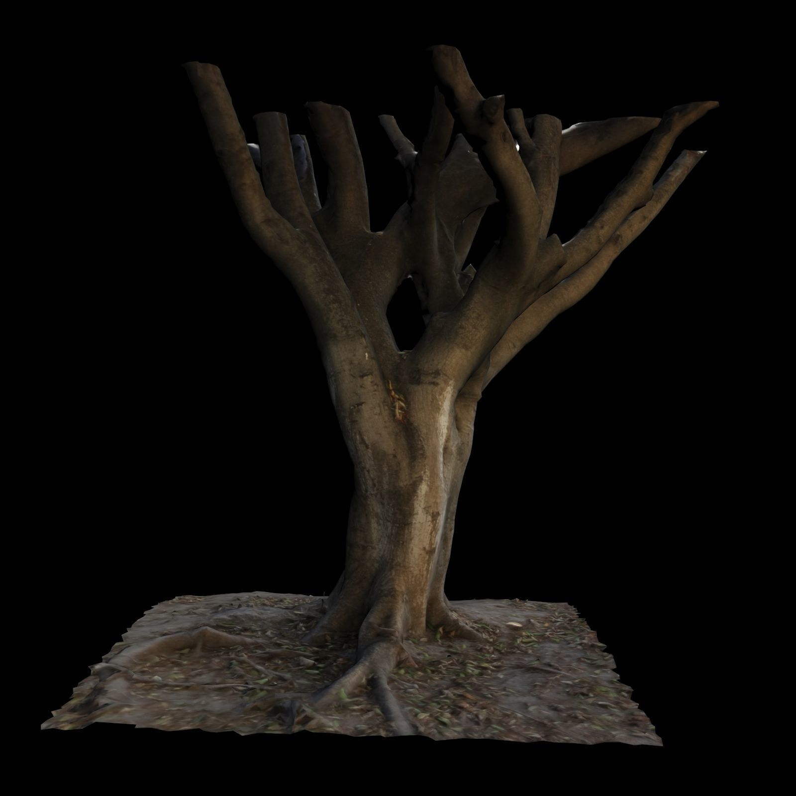 Ficus tree 3D model_4