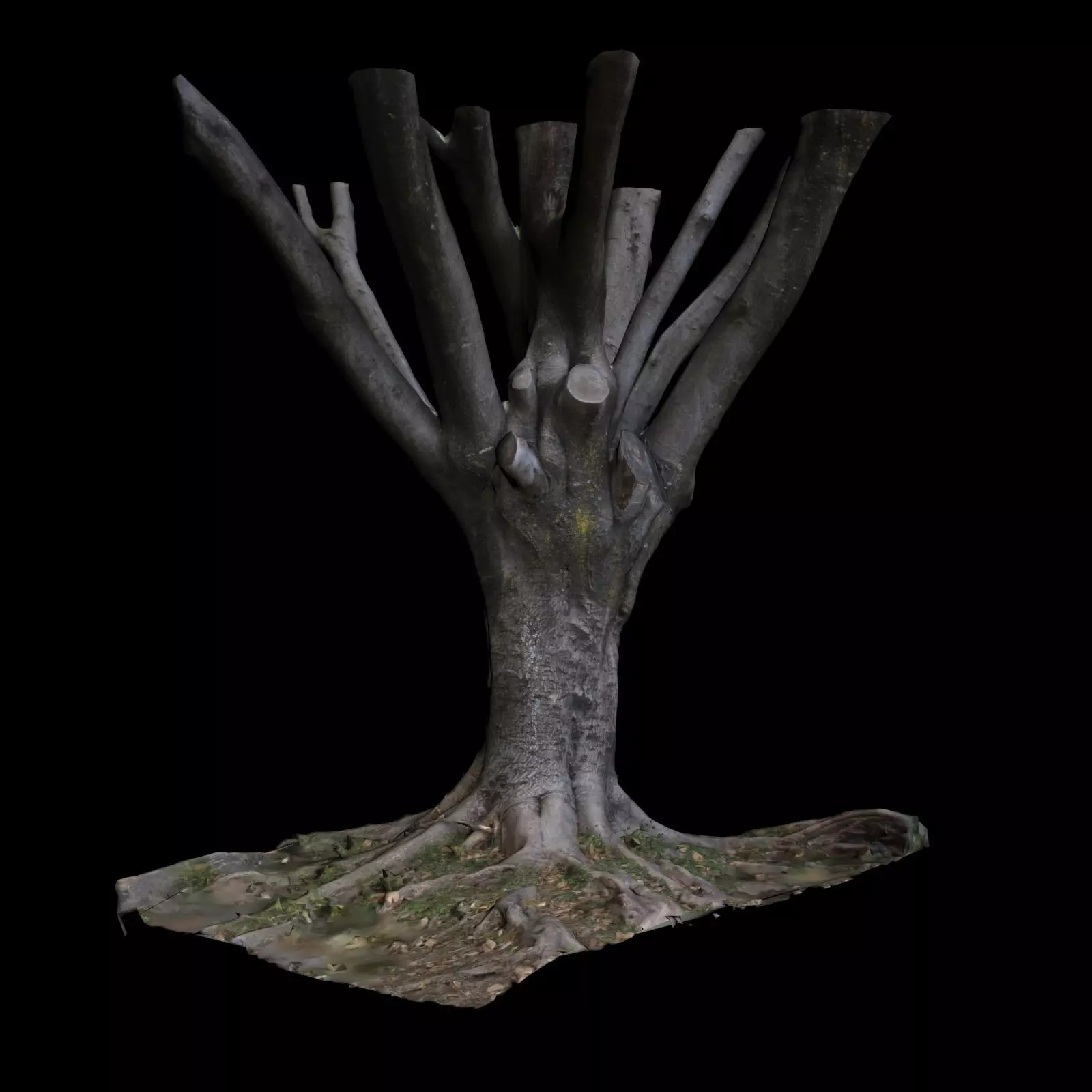 Ficus tree 3D model_0