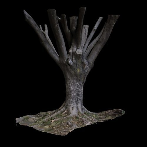 Ficus tree 3D model