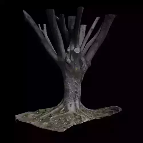 Ficus tree 3D model