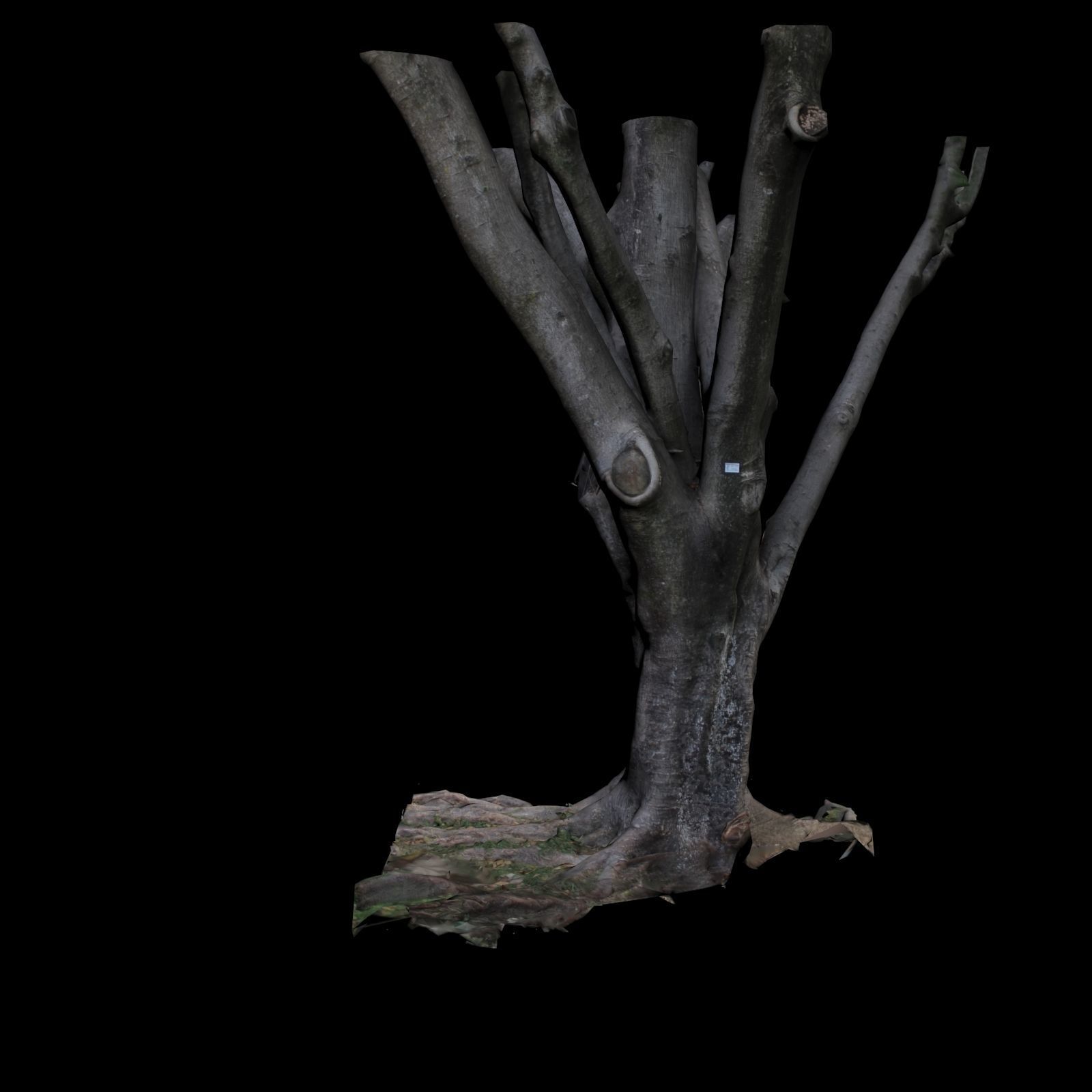 Ficus tree 3D model_3