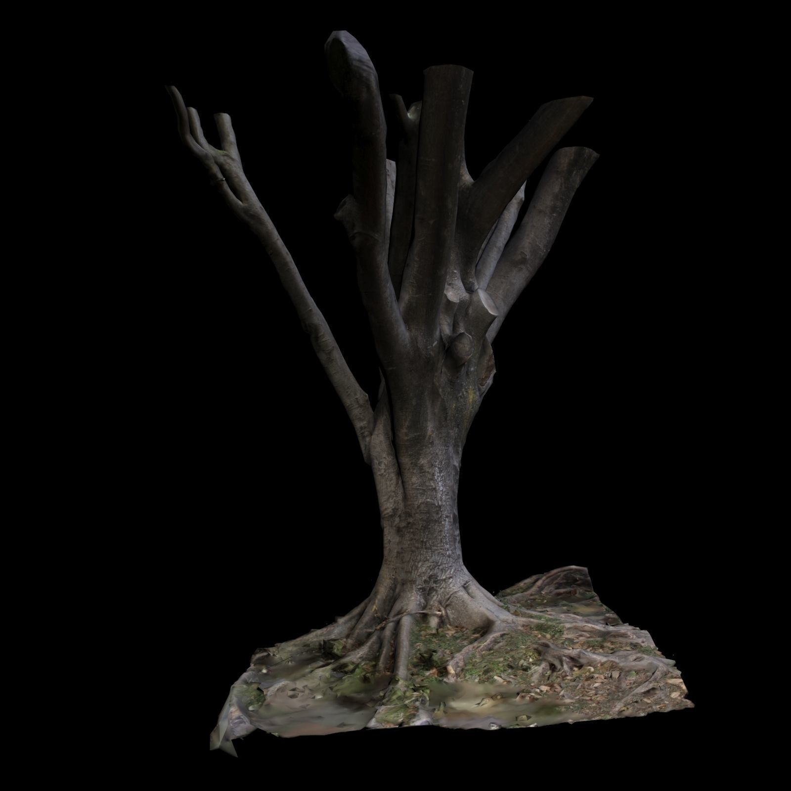Ficus tree 3D model_5