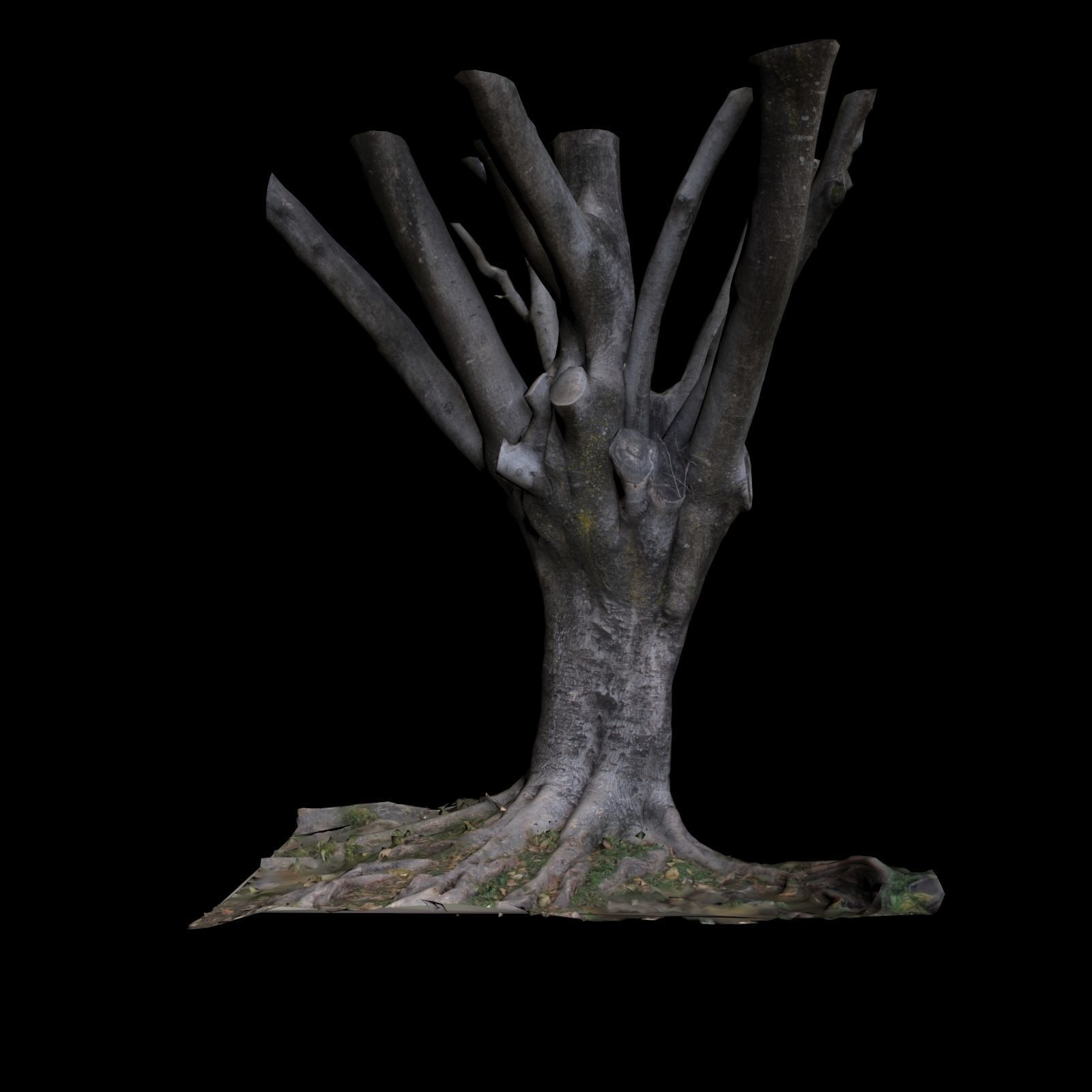 Ficus tree 3D model_2