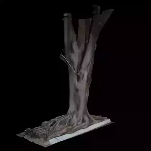 Ficus tree with roots 3D model