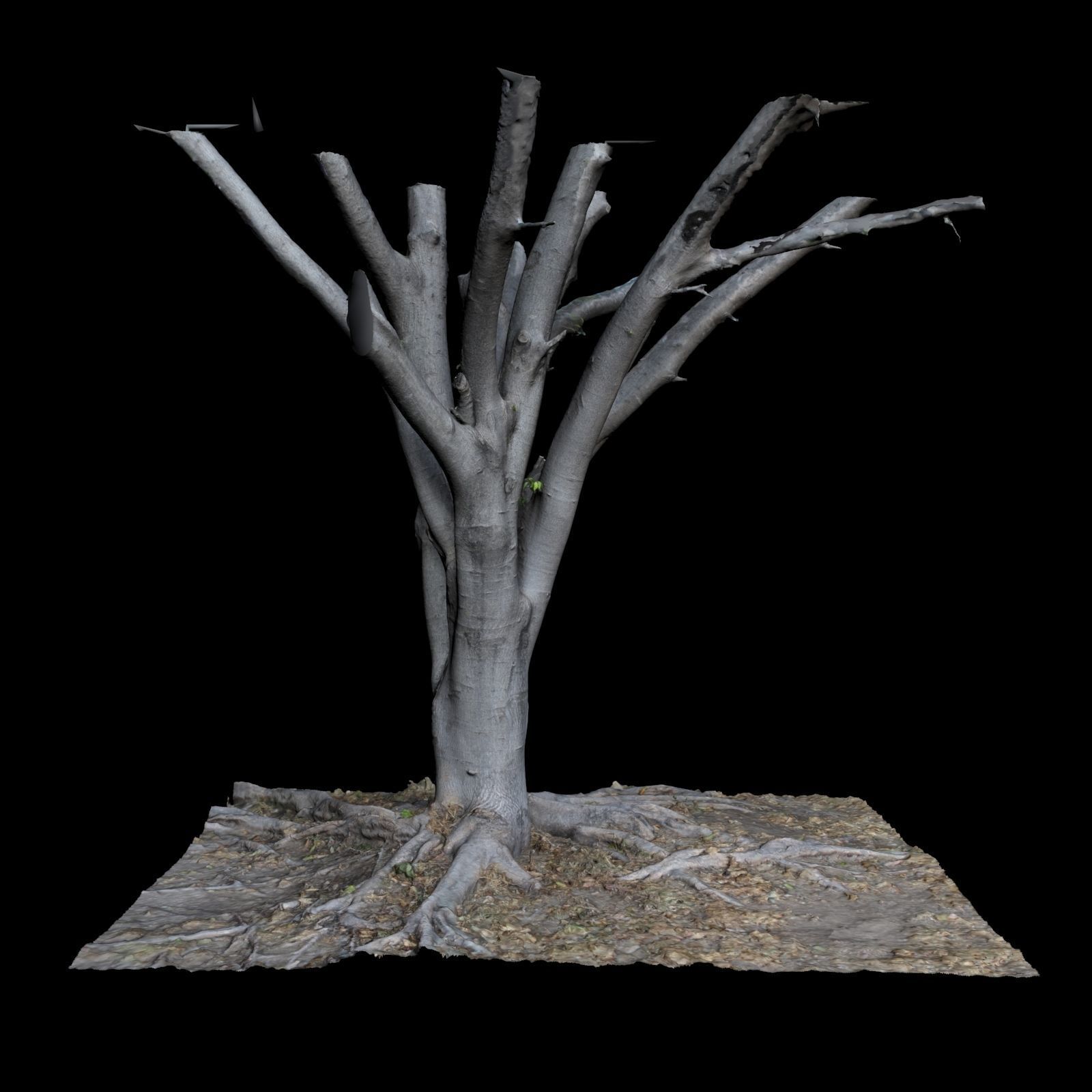 Ficus dead tree 3D model_4