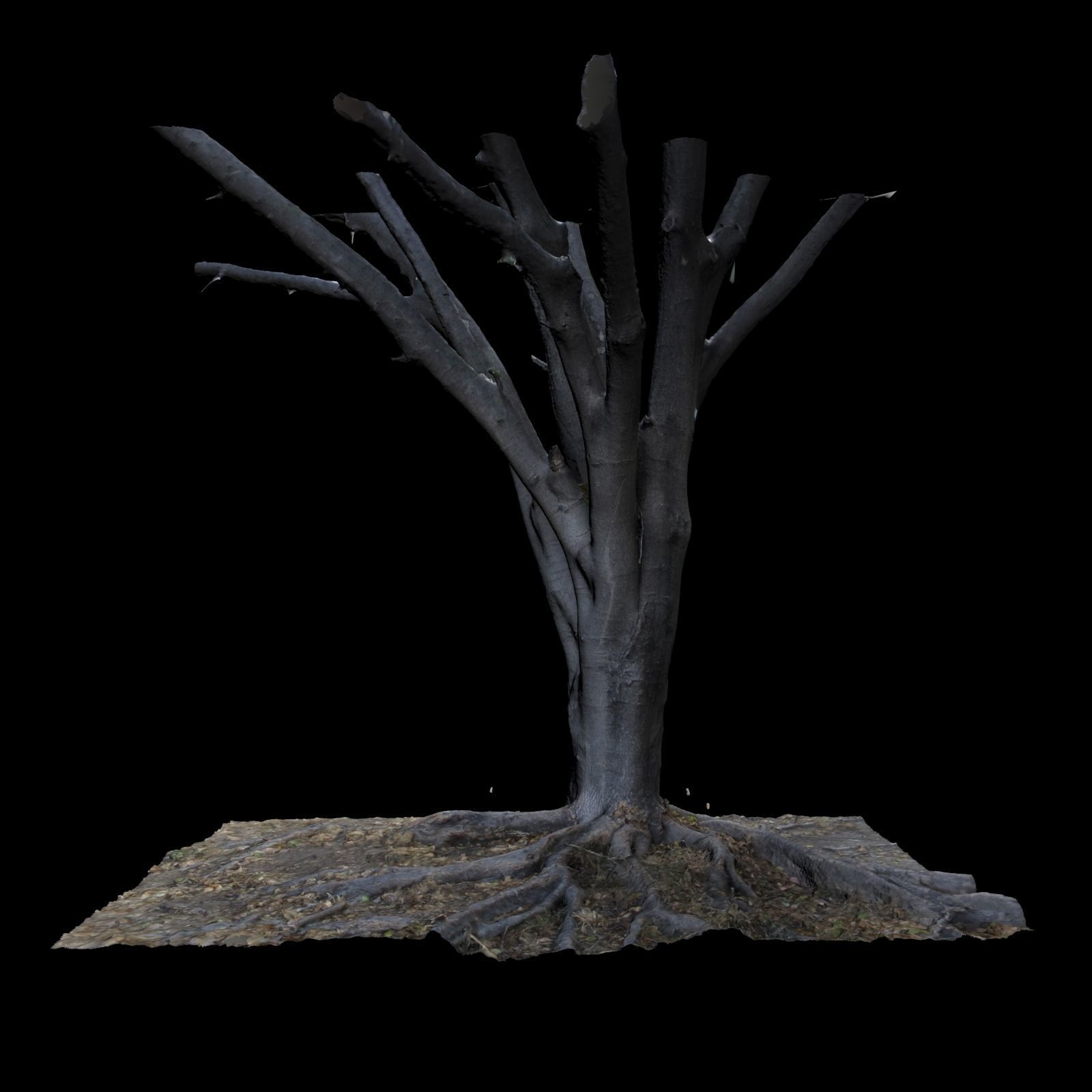 Ficus dead tree 3D model_2