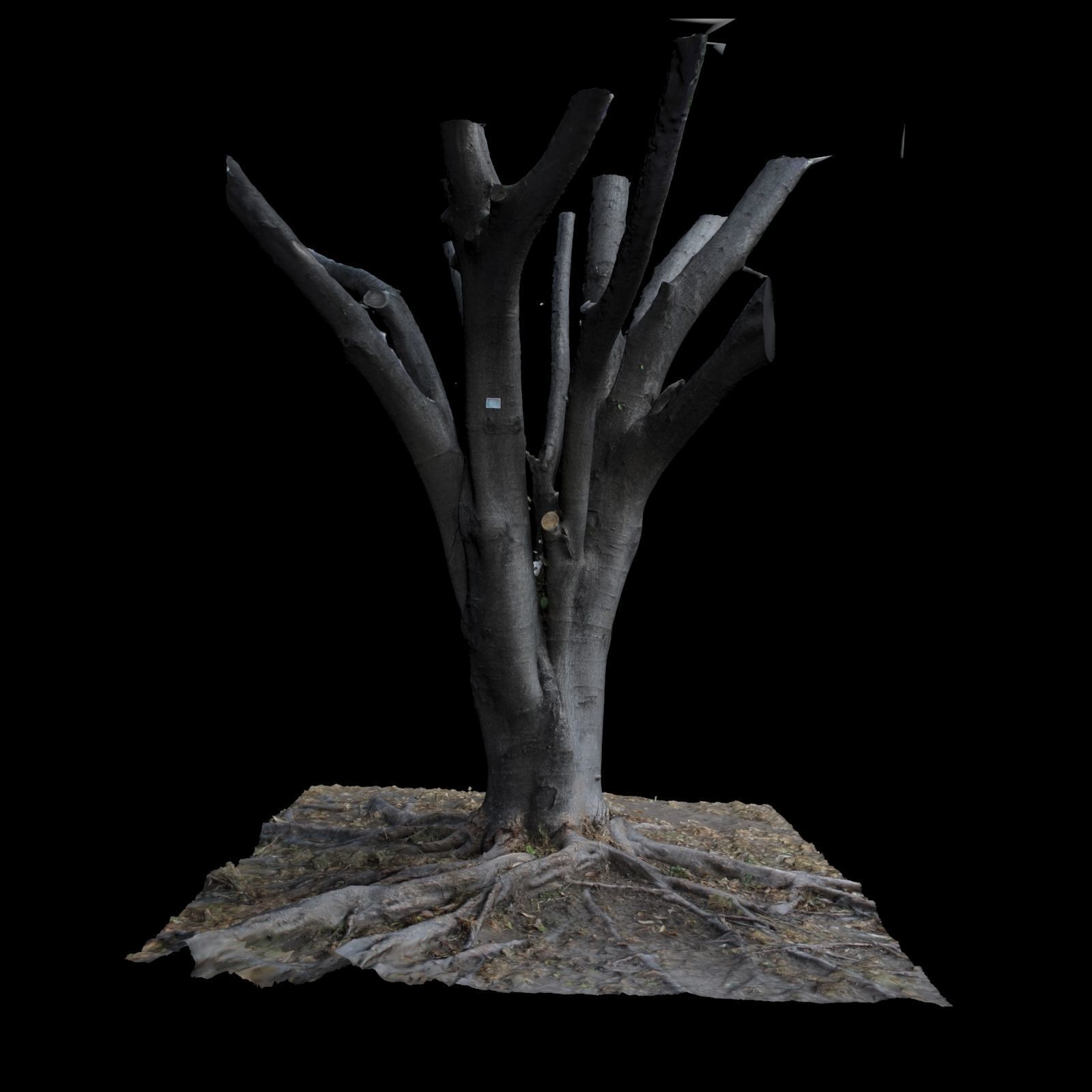 Ficus dead tree 3D model_3