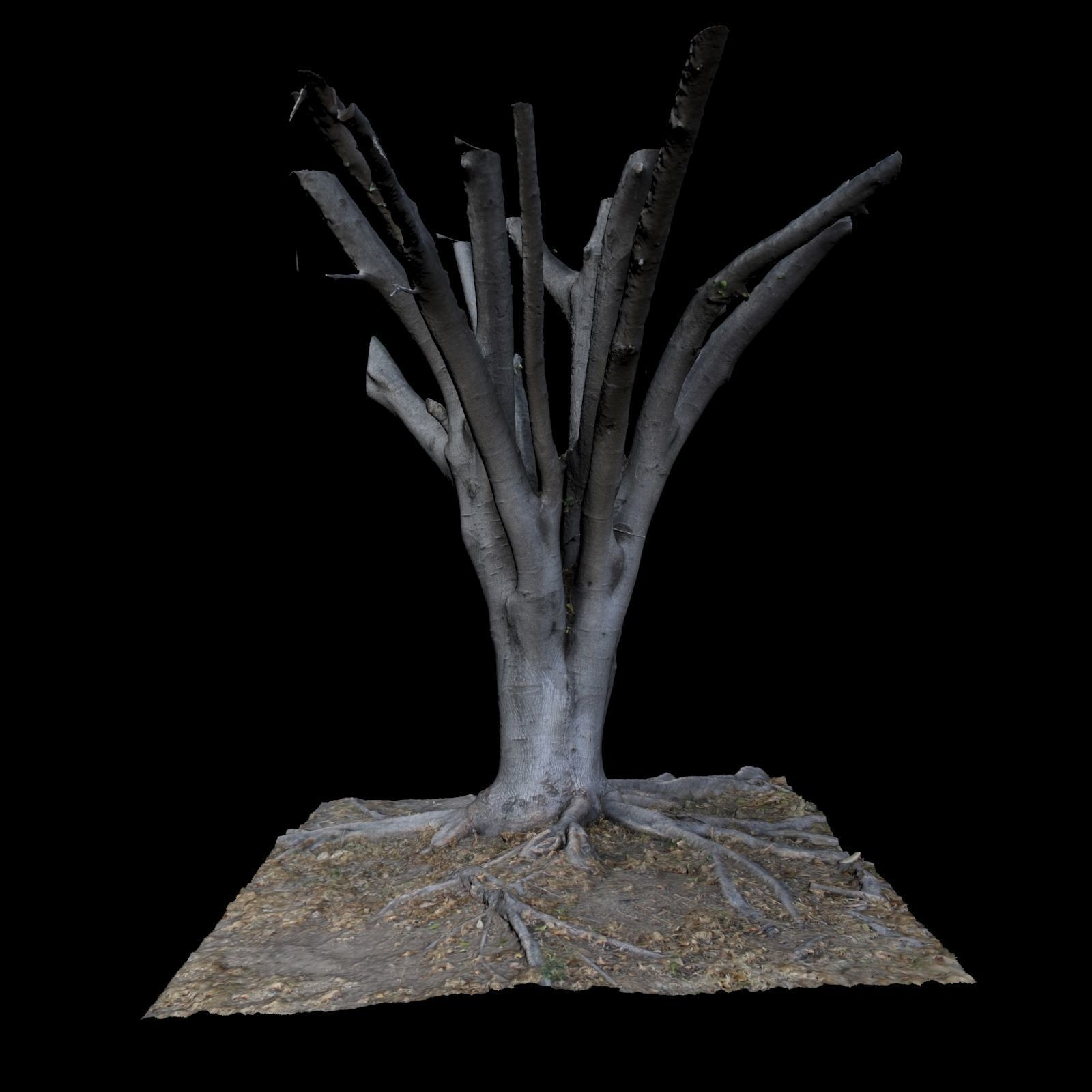 Ficus dead tree 3D model_5