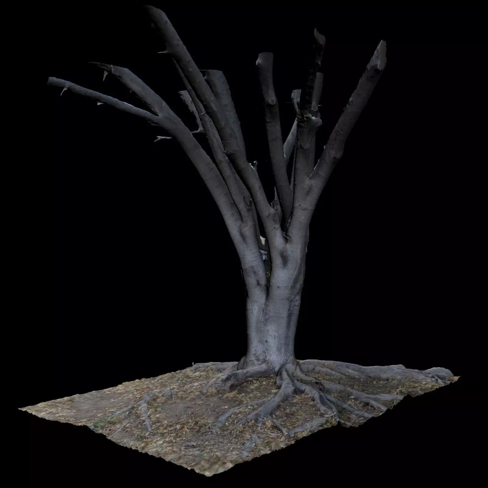 Ficus dead tree 3D model_0
