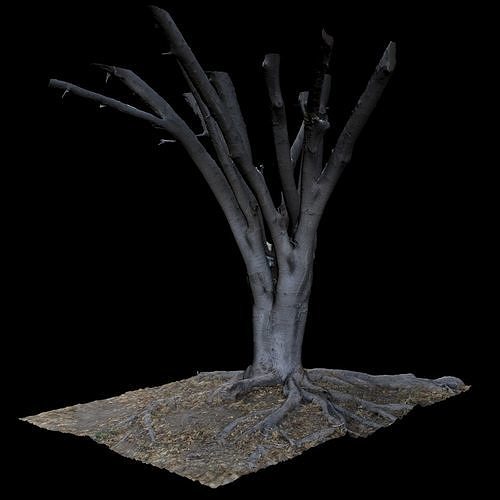 Ficus dead tree 3D model