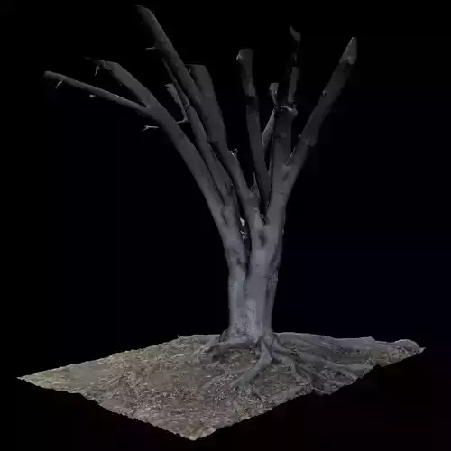 Ficus dead tree 3D model