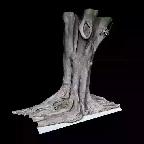 Ficus tree with roots 3D model