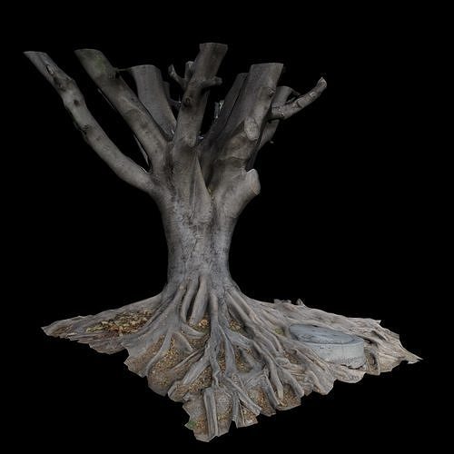 Ficus tree 3D model