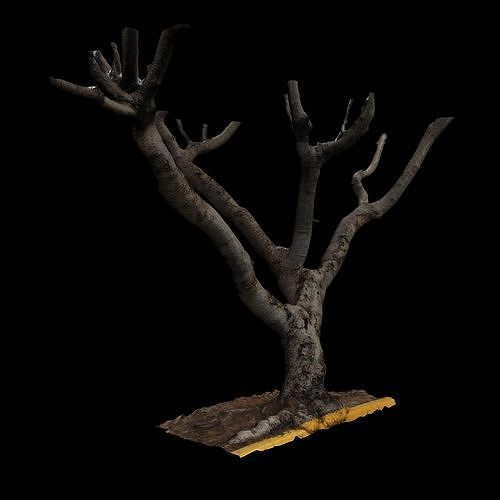 Ficus tree with no leaves 3D model