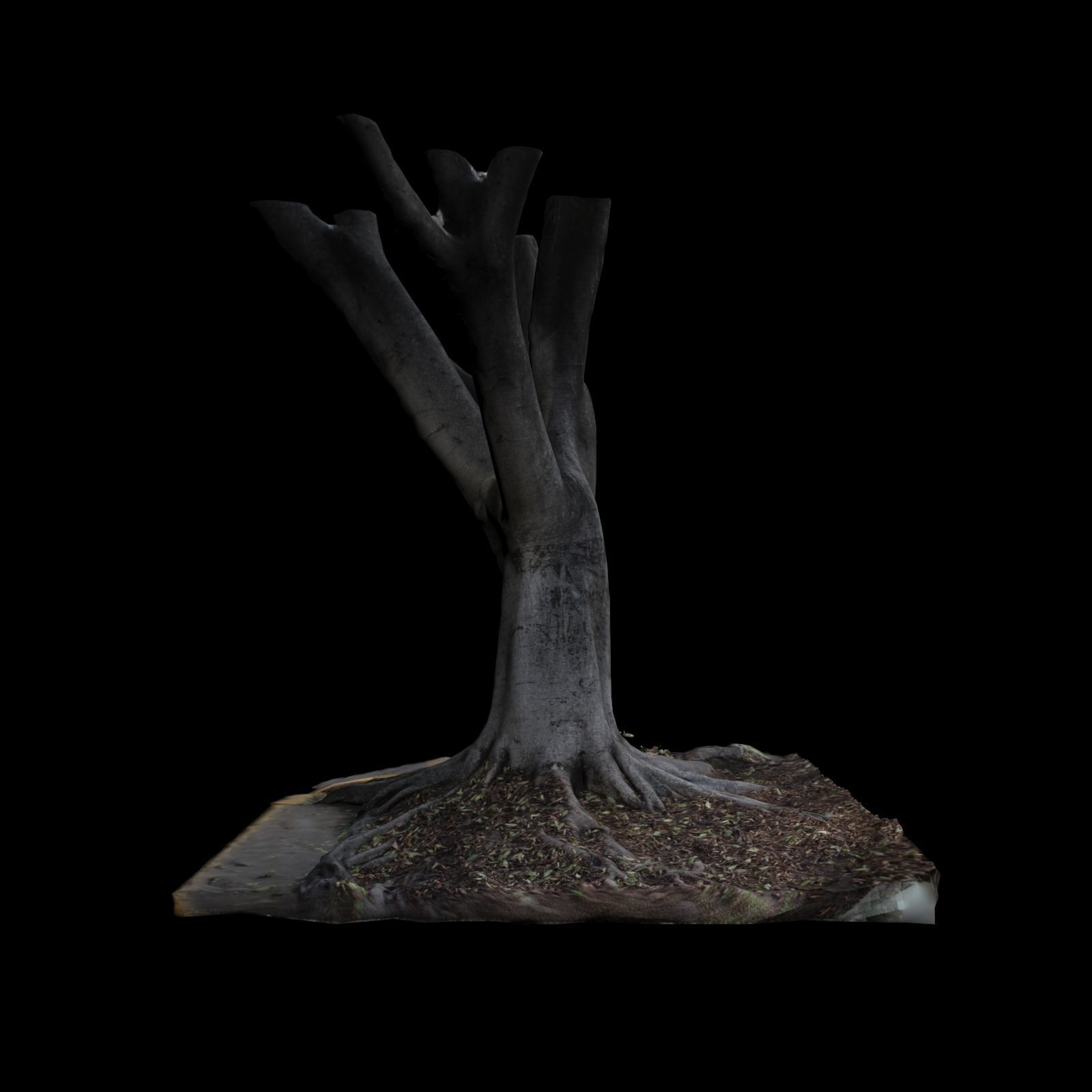Ficus tree 3D model_3