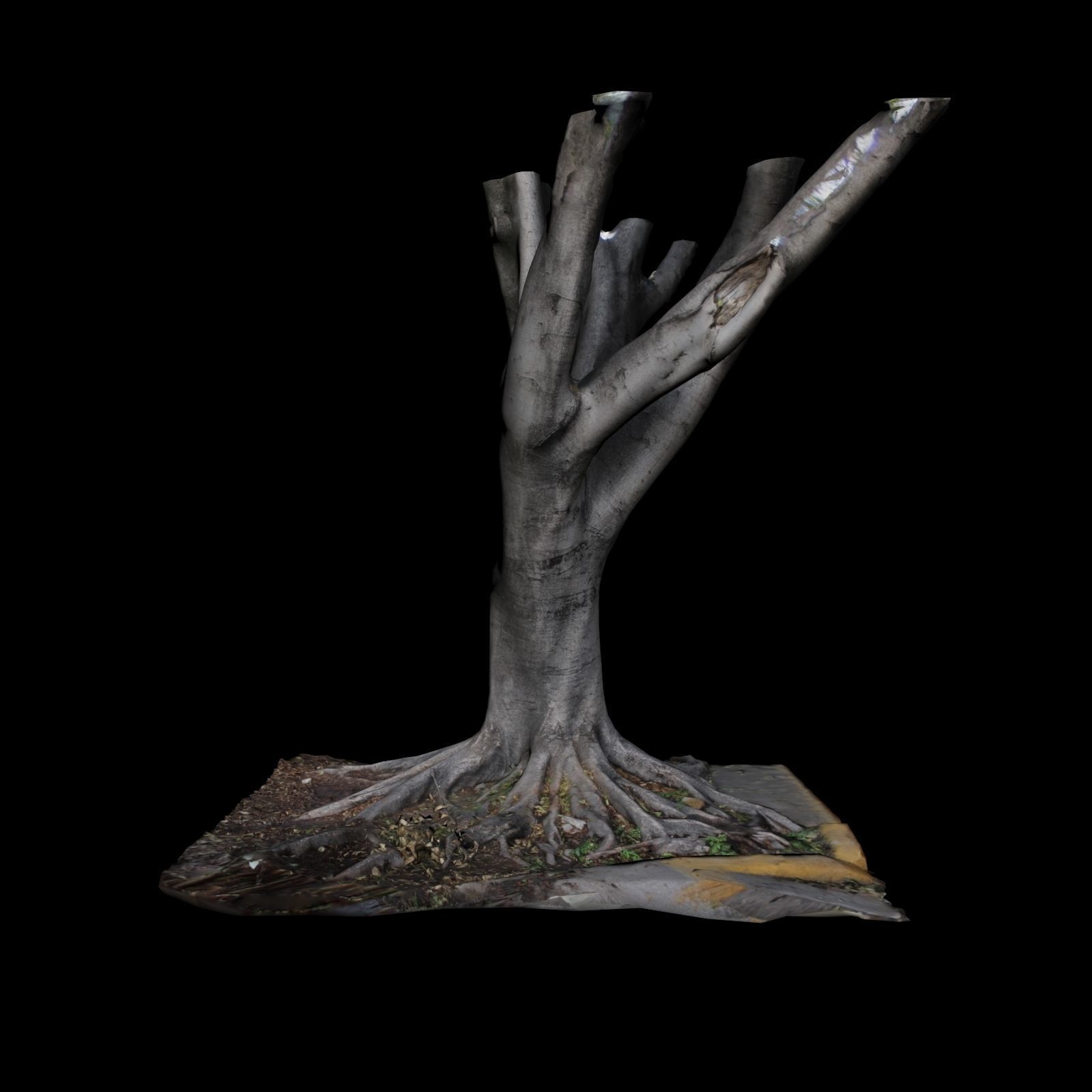 Ficus tree 3D model_5