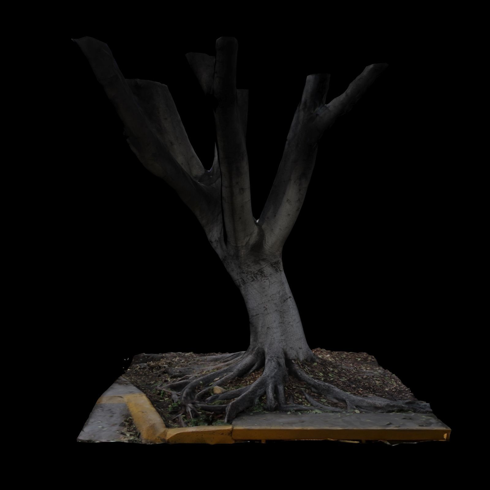 Ficus tree 3D model_2