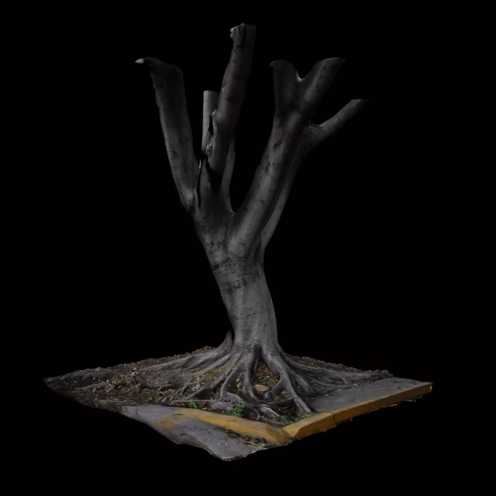 Ficus tree 3D model_0