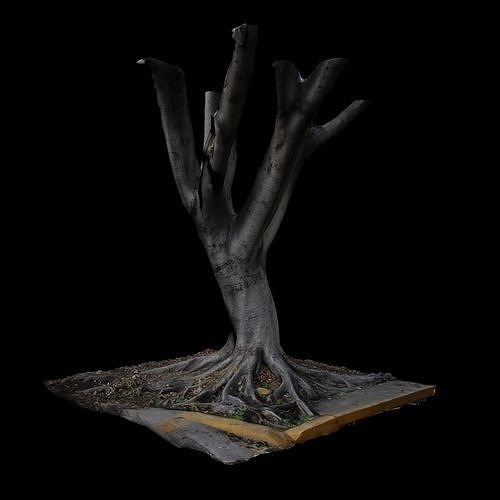 Ficus tree 3D model