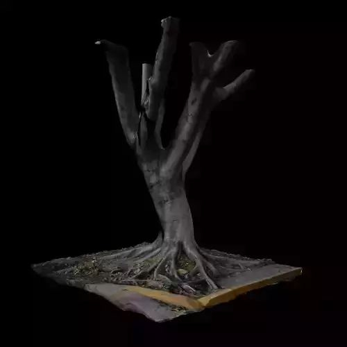 Ficus tree 3D model