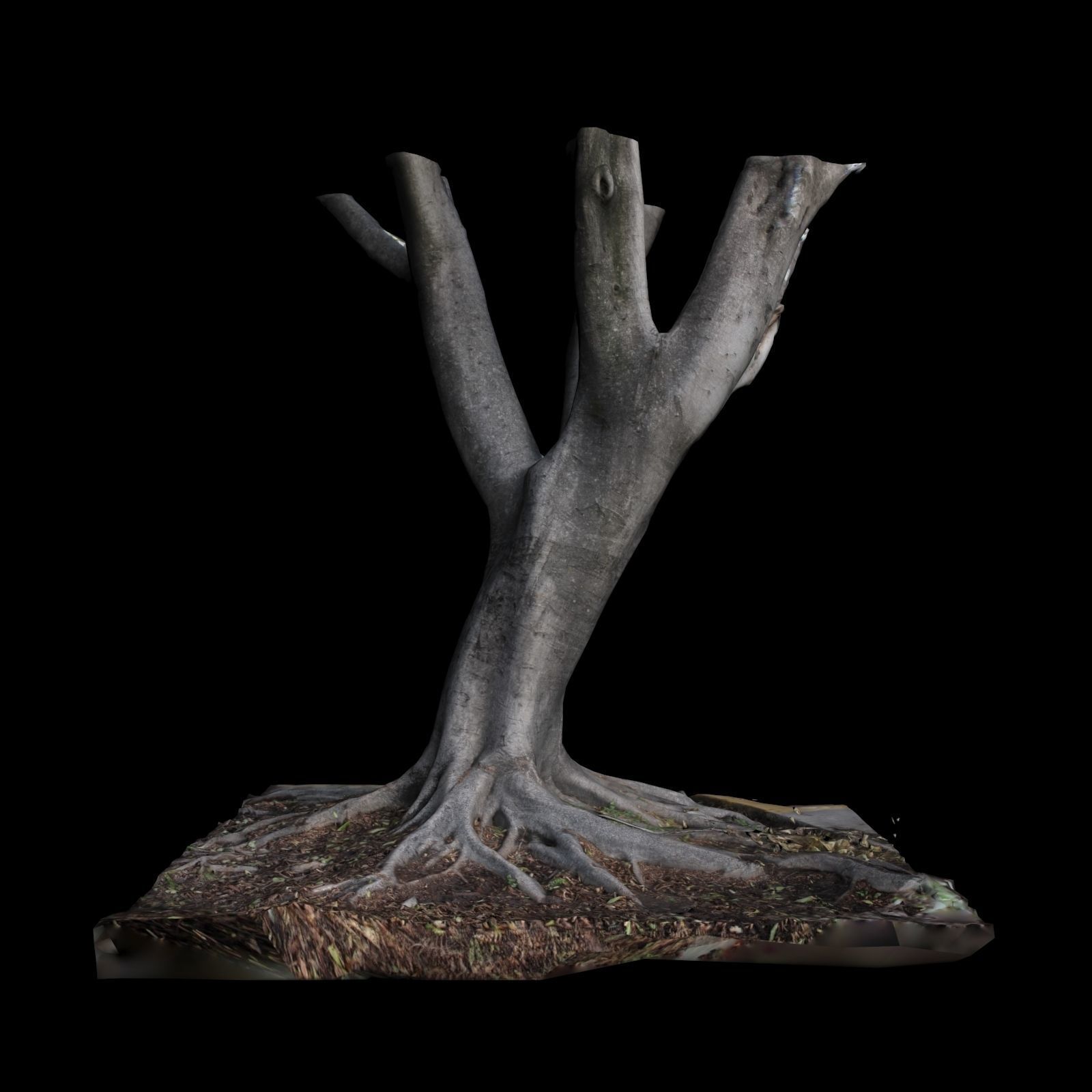 Ficus tree 3D model_4
