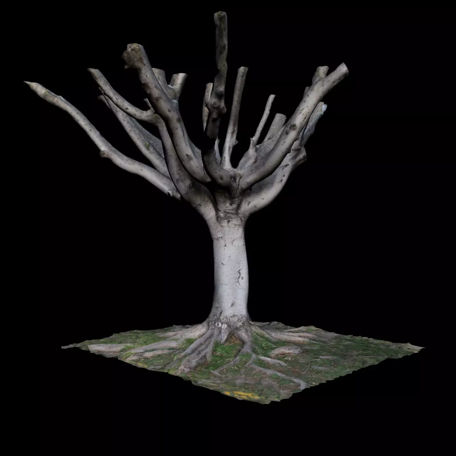 Ficus tree with no leaves 3D model_0