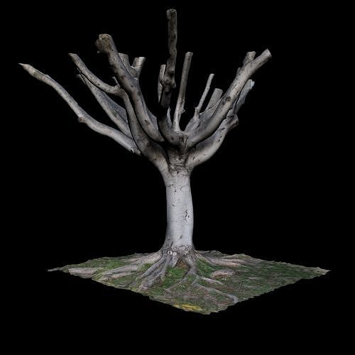 Ficus tree with no leaves 3D model