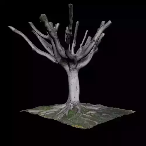 Ficus tree with no leaves 3D model