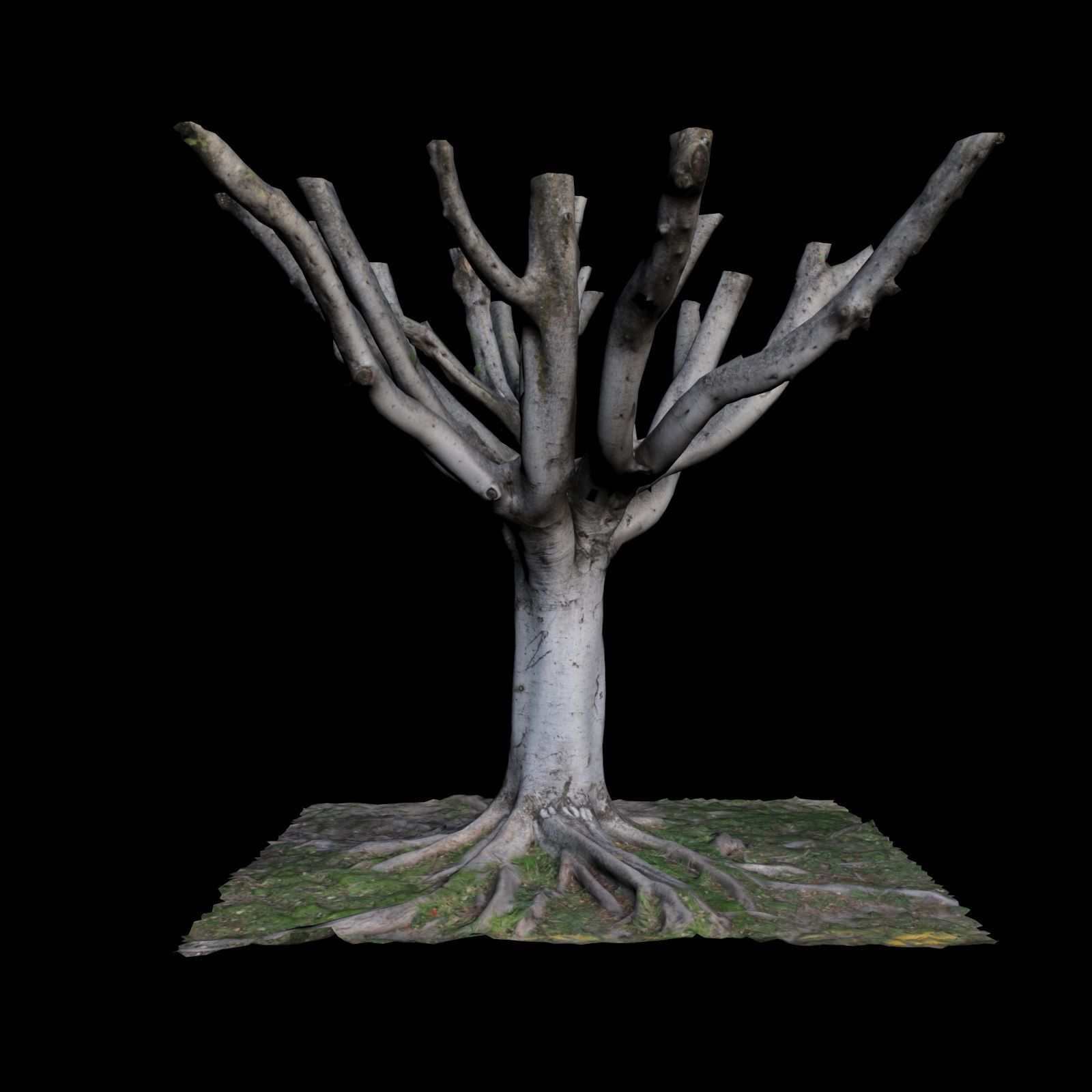 Ficus tree with no leaves 3D model_5