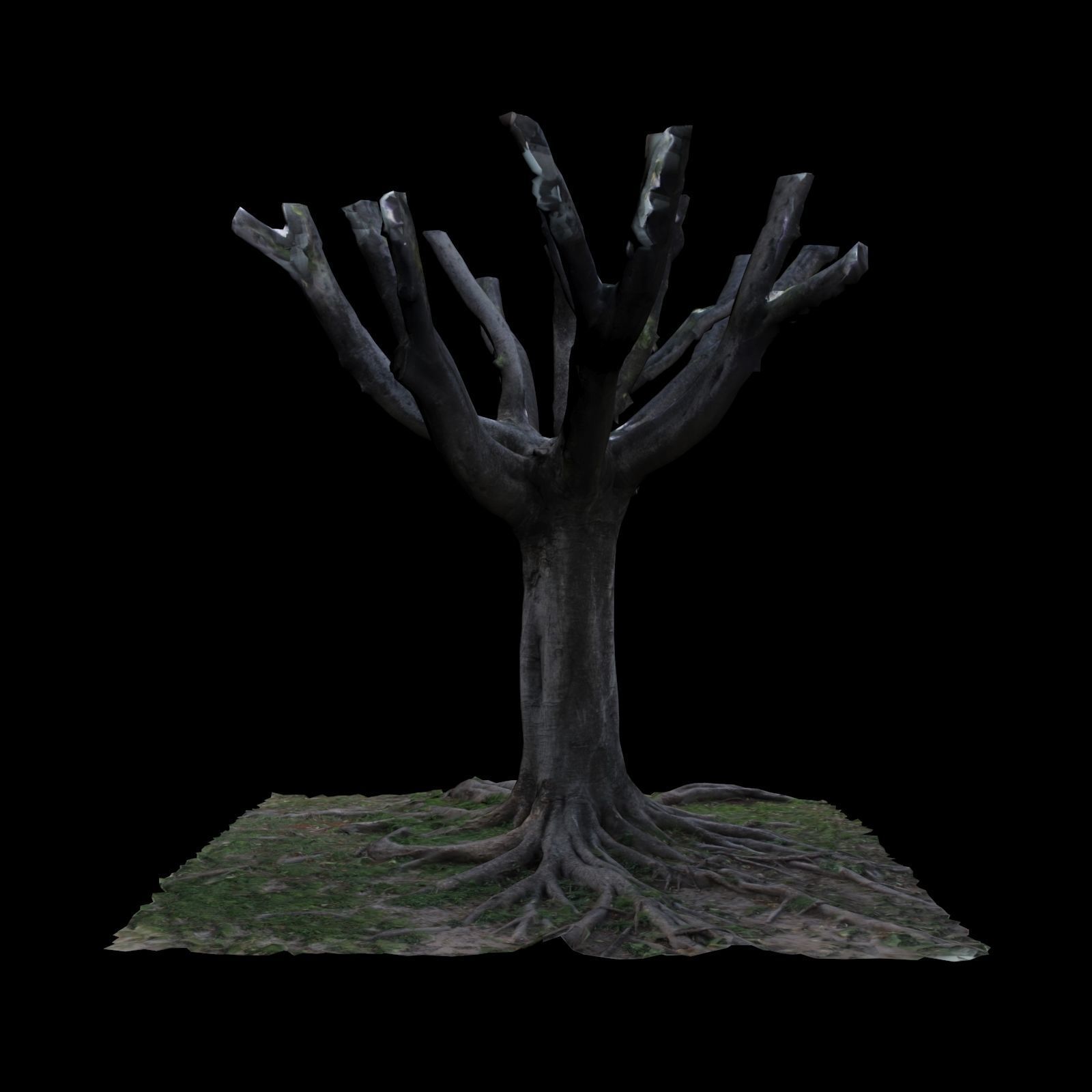 Ficus tree with no leaves 3D model_3