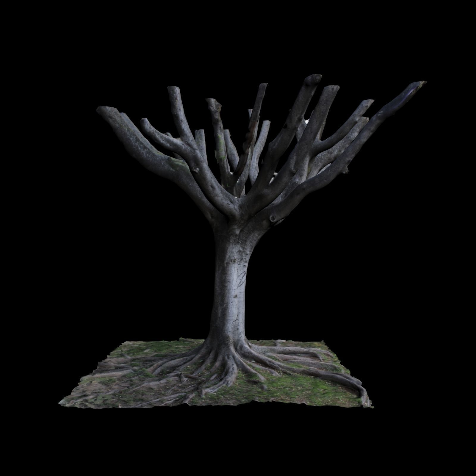 Ficus tree with no leaves 3D model_4